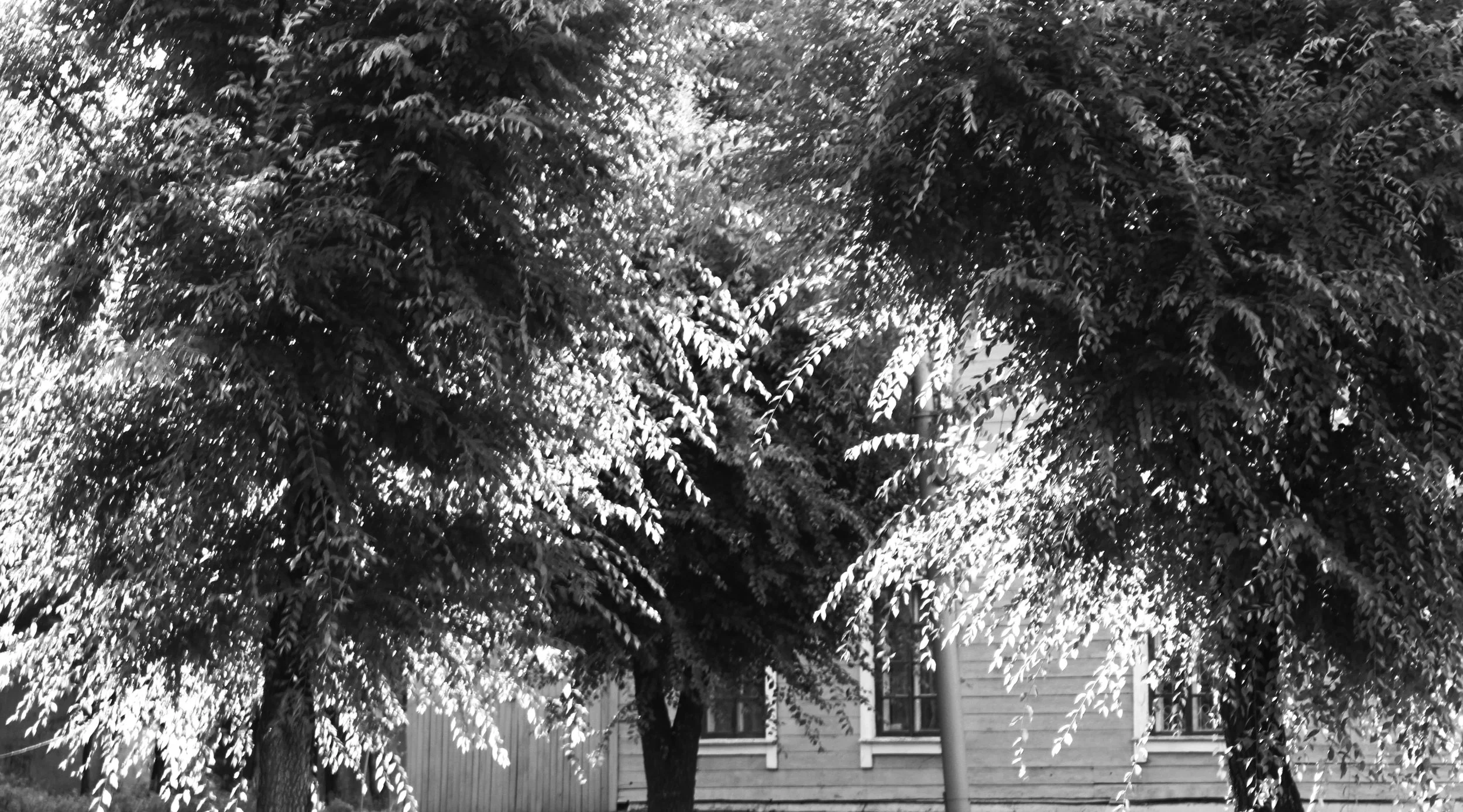 summer treesCropB&W.jpg