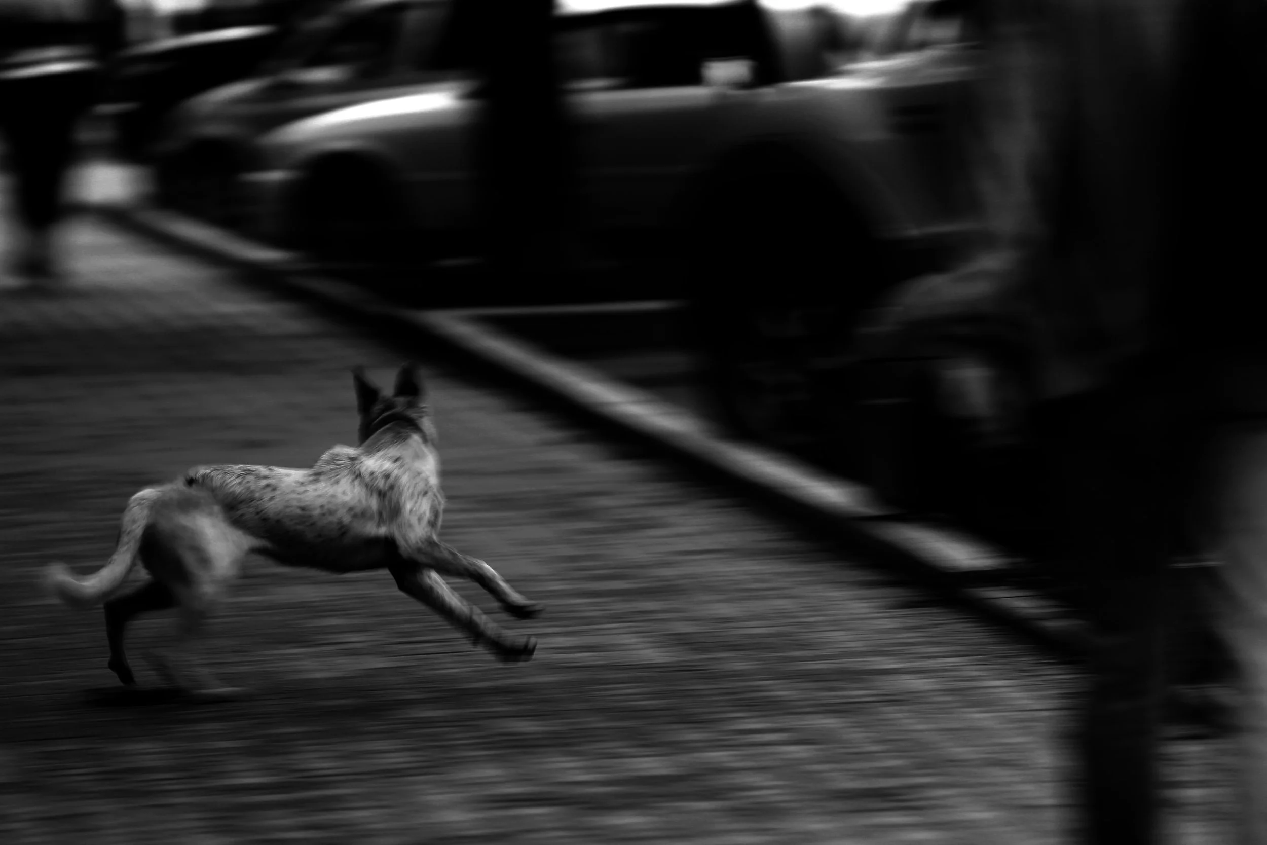 running dog2.jpg