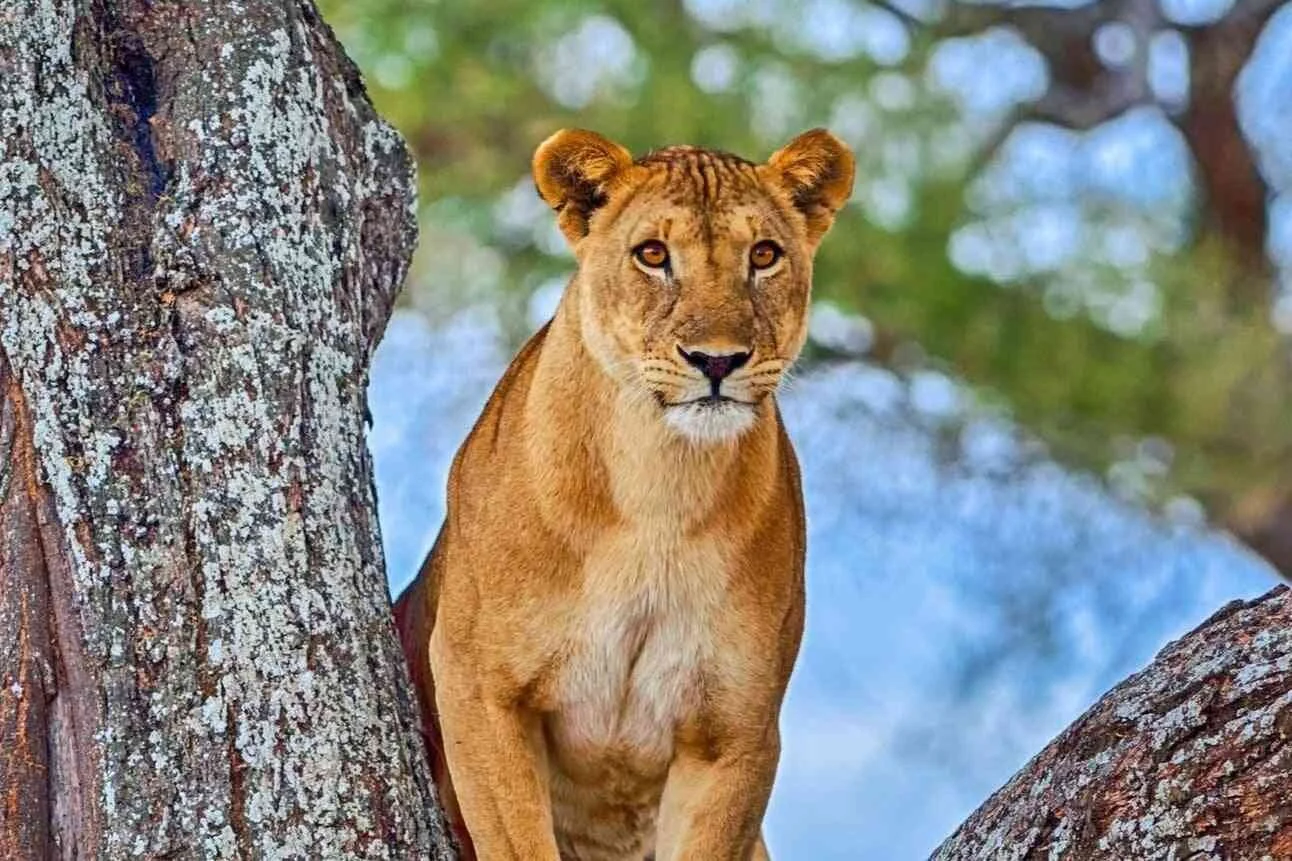 Tanzania SLT