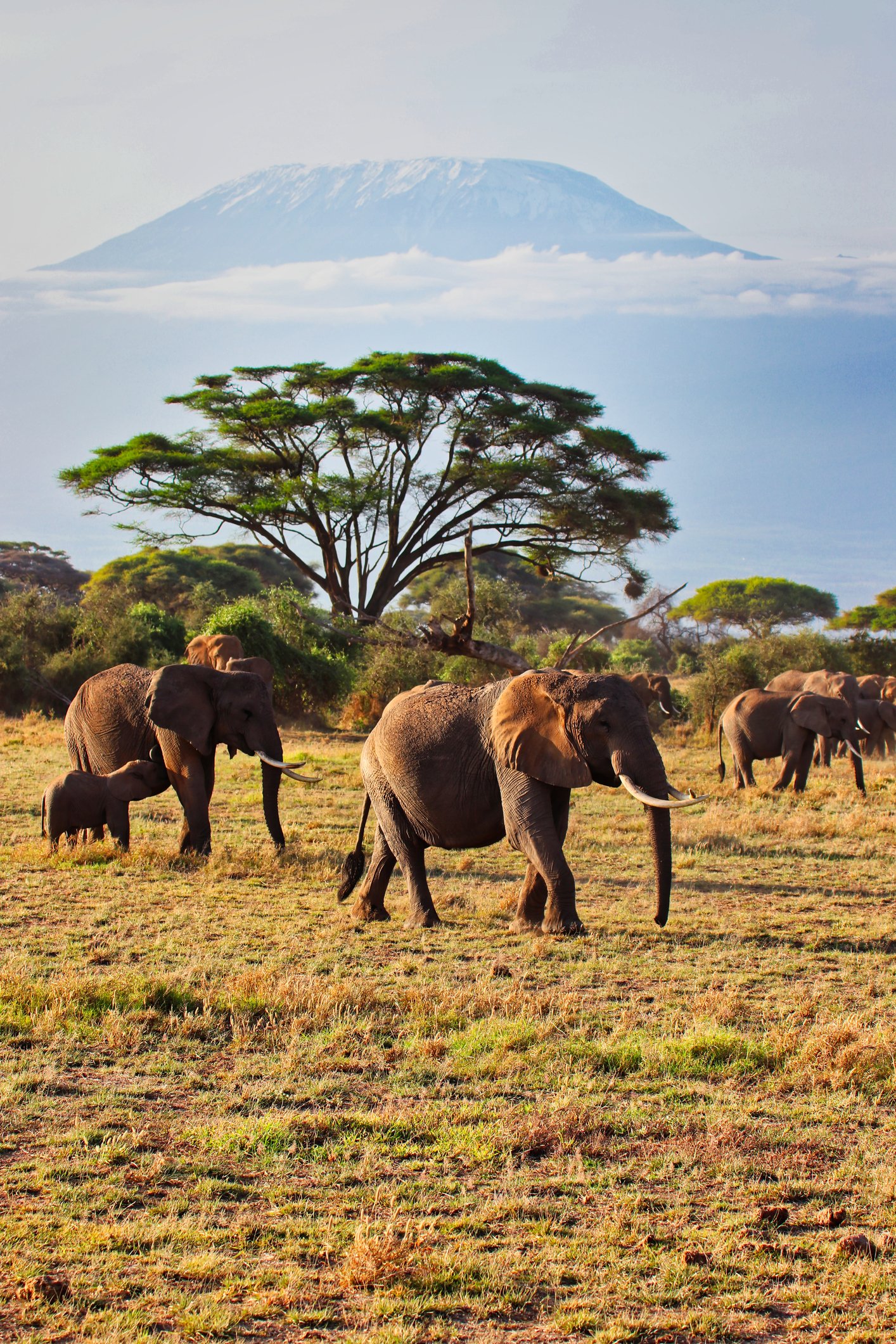 A herd of elephants walking across a grassy plain with a large tree and Mount Kilimanjaro in the background.