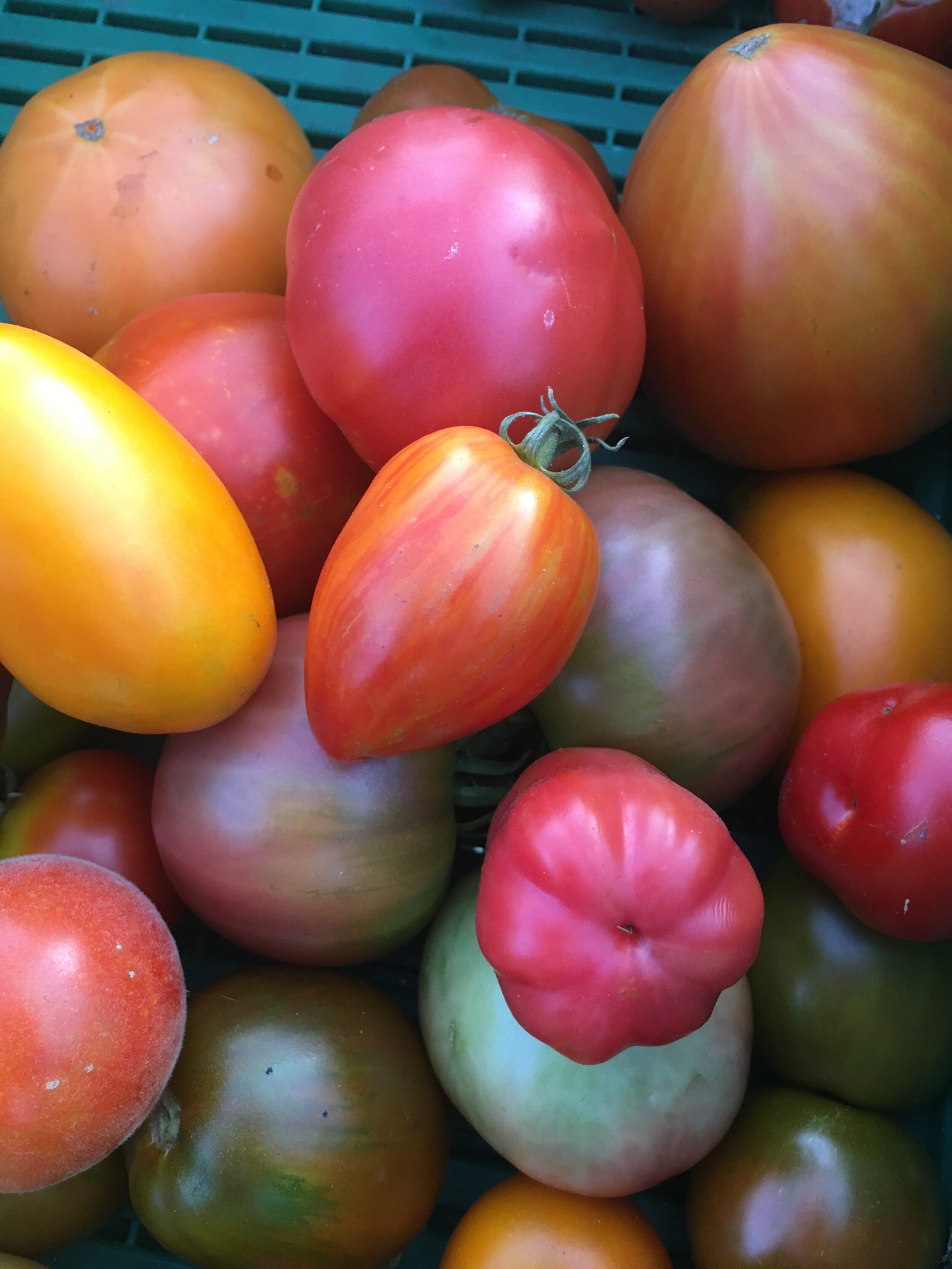 12 tomates de couleurs et tailles variées
