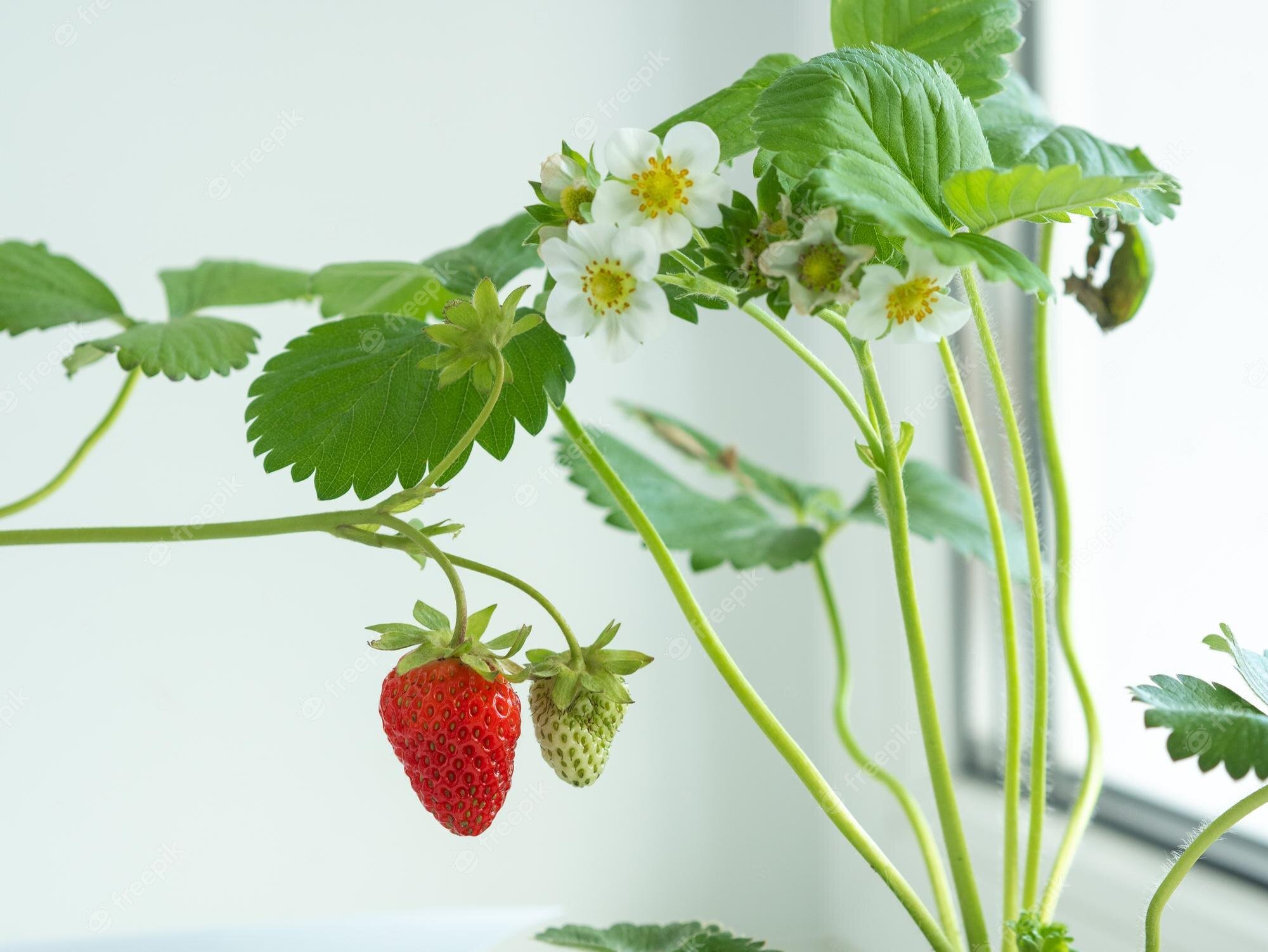 strawberries-growing-windowsill-pots-berries-hanging-from-twigs_643748-690.jpeg