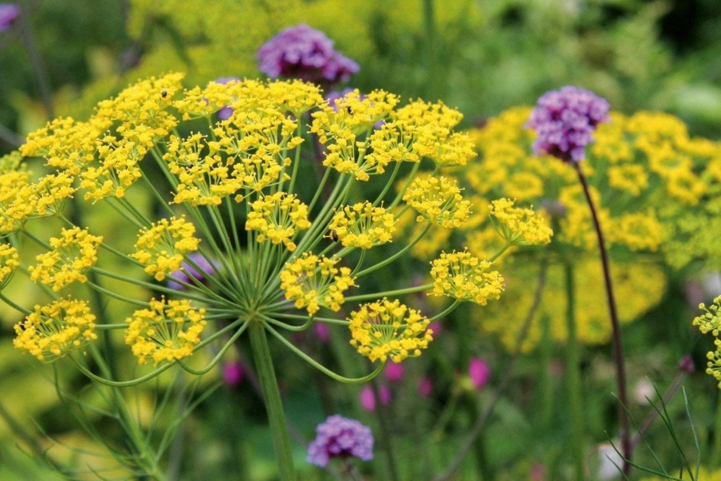 Fennel.jpg