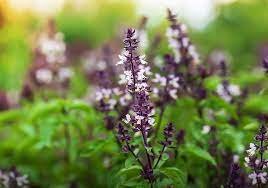 Holy Basil.jpg