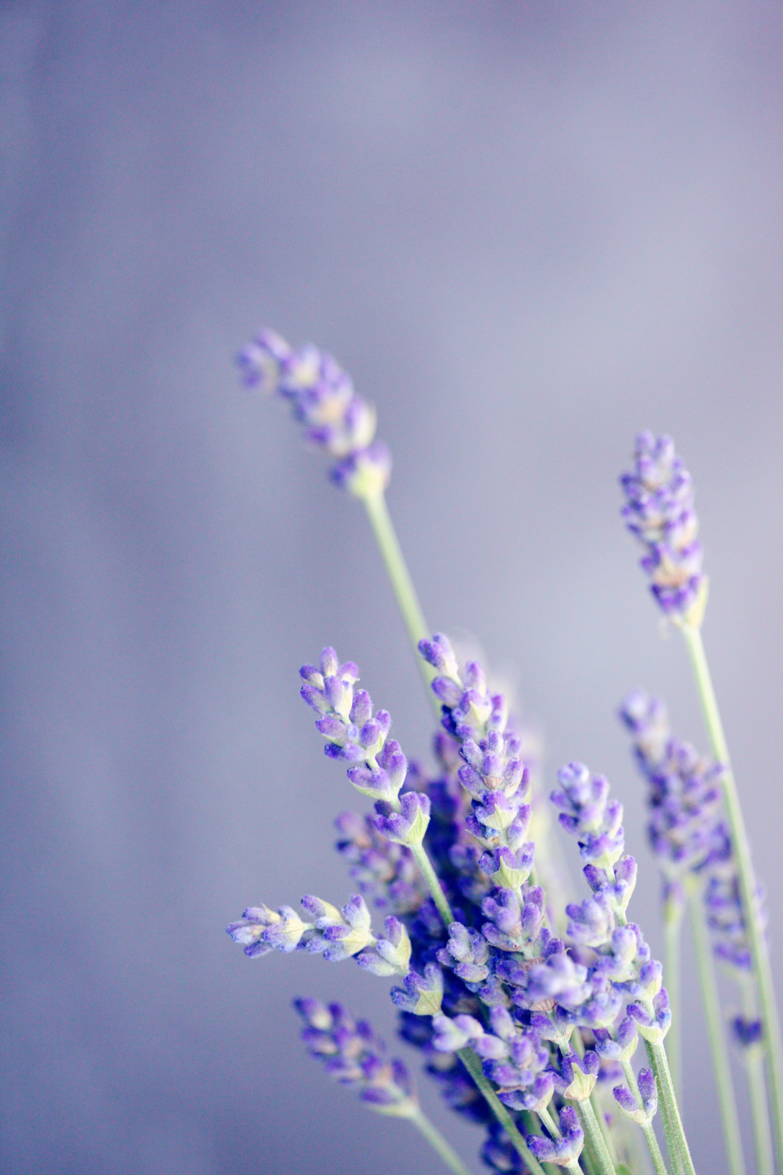 lavendel.jpg