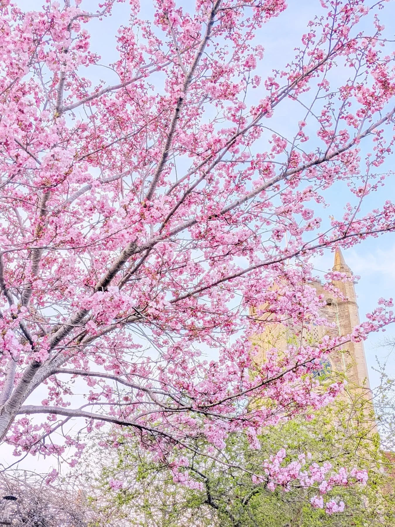 There's some lovely frothy blossom up by @themountwithout_events at the moment! 🌸🩷🌸