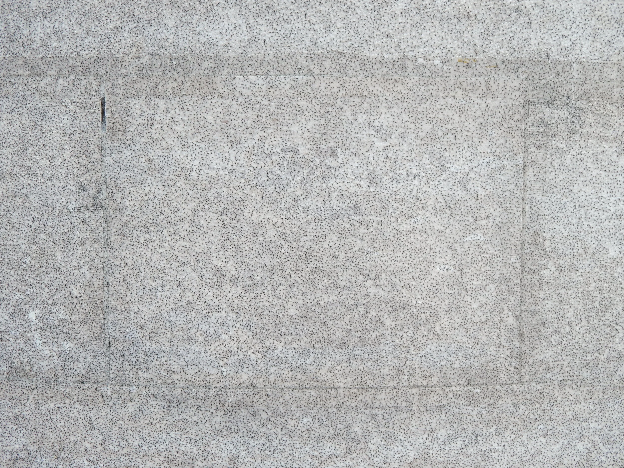 Midges: annoying bugs that come for a couple weeks each year. 