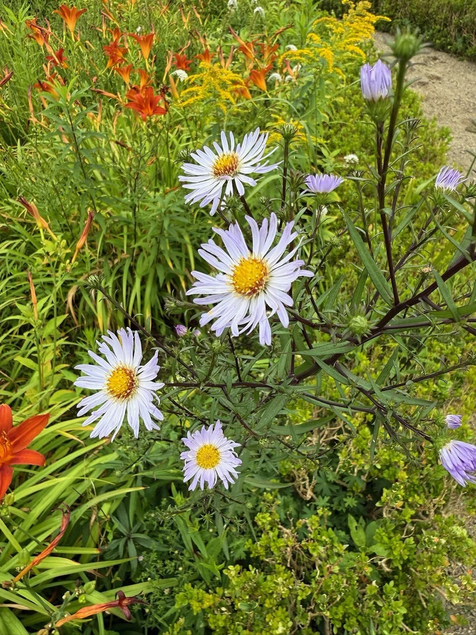 lac-wildflower-aquarell-workshop-hamburg (9).jpg