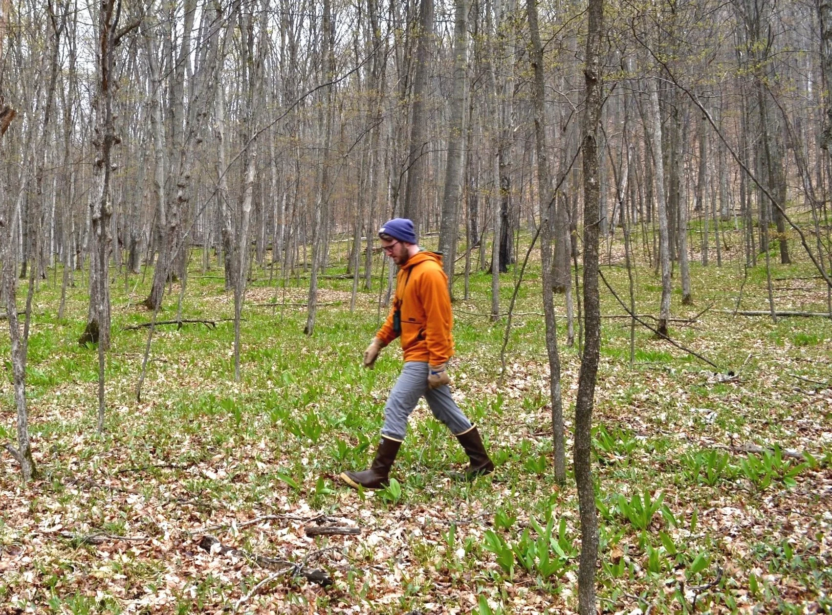 A person in an orange jacket, gray pants, and tall boots walking through a forest with trees and green plants on the forest floor during early spring.