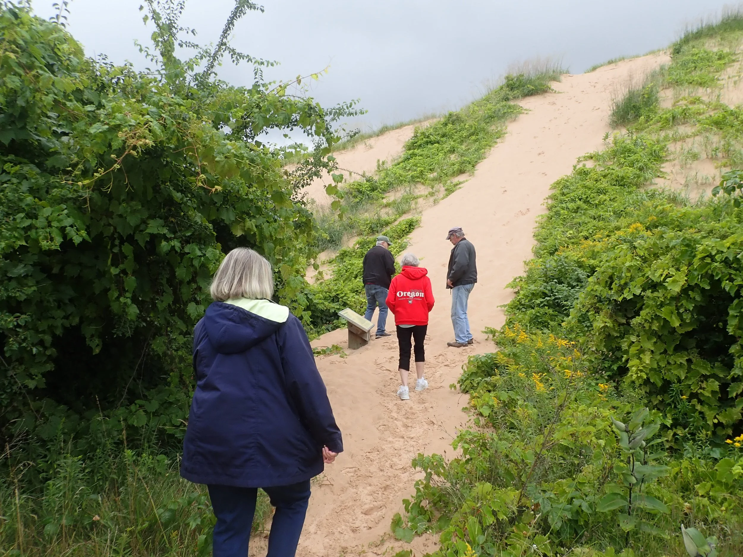 Group of people walking up a sandy dune surrounded by greenery and bushes on a cloudy day.