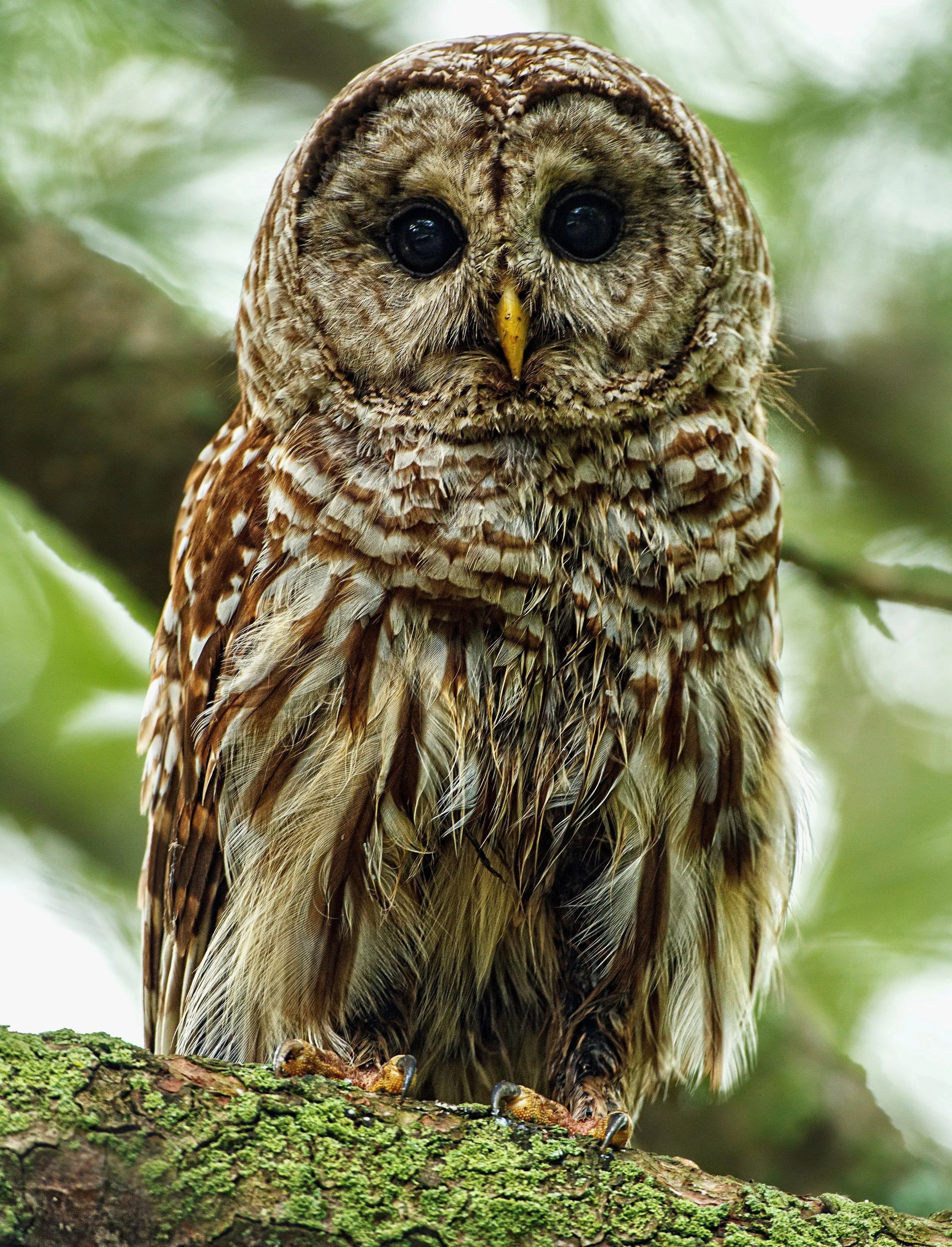 barred owl.jpg