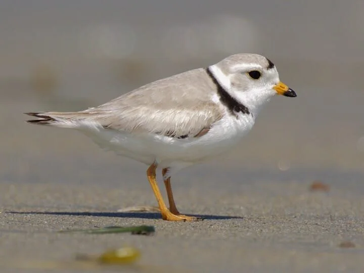 Great Lakes Piping Plover Tour.jpg