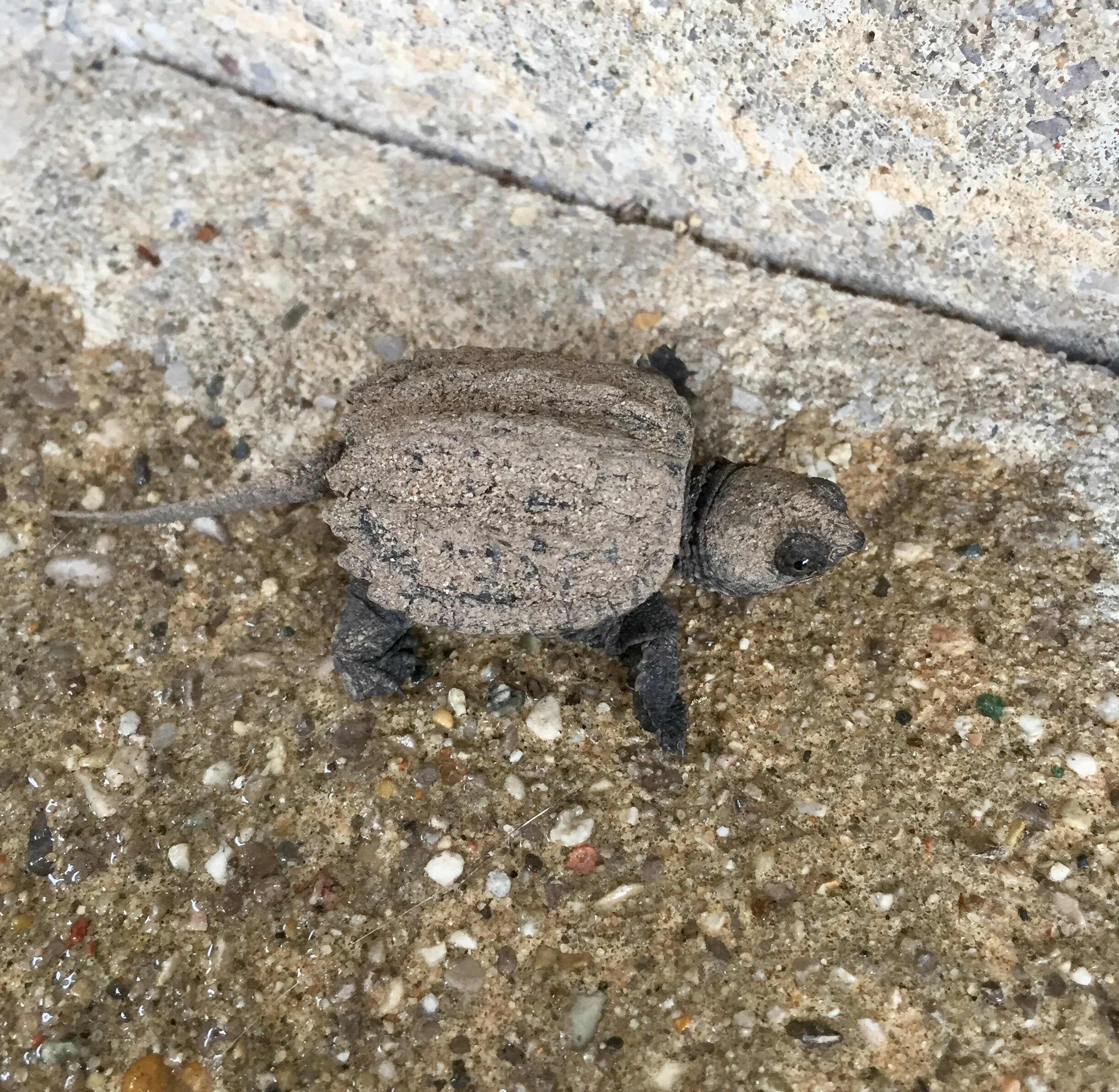 Wildlife Sleeping Bear Dunes Tours.jpg