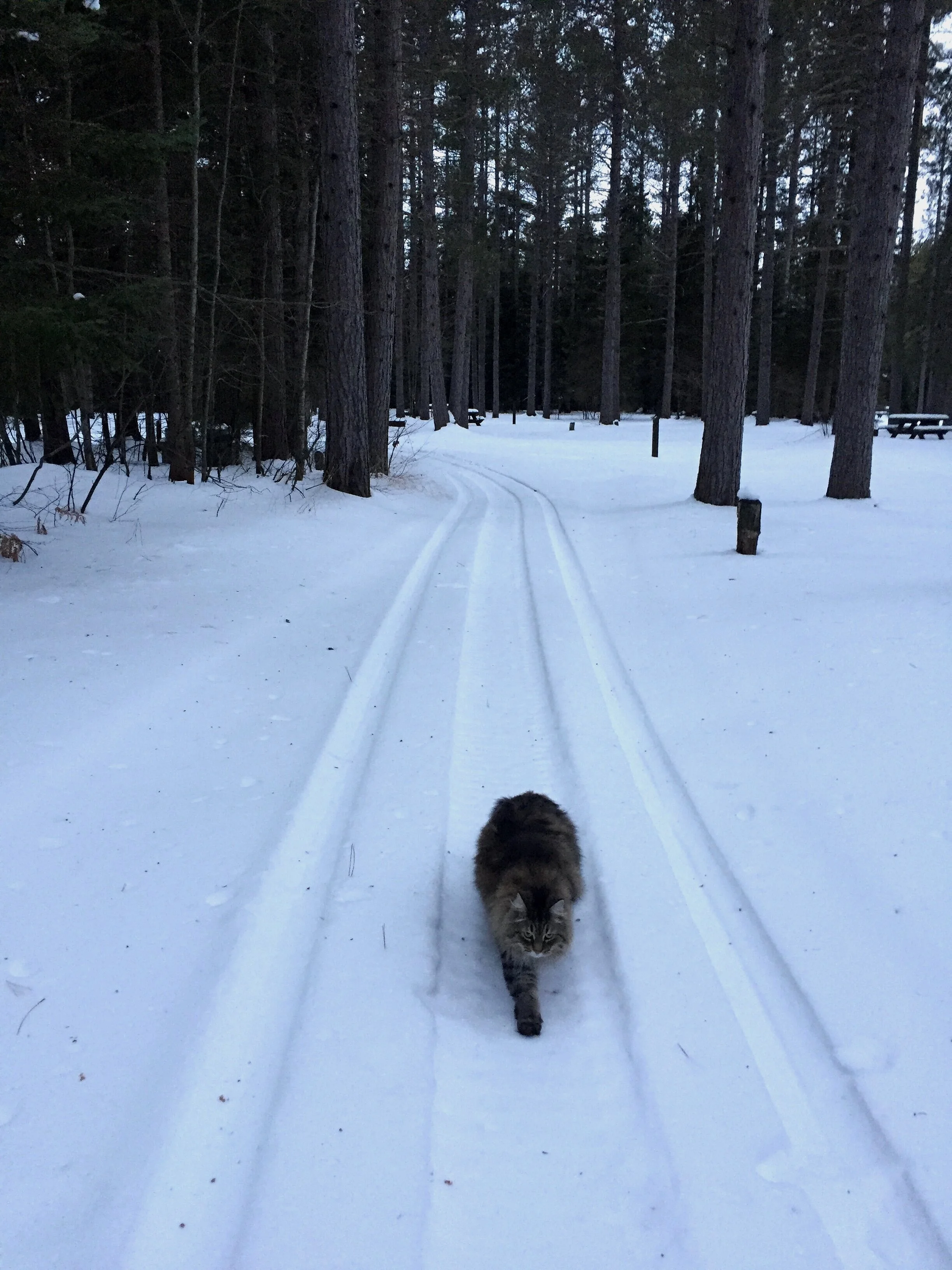 Wildlife Sleeping Bear Tour Co. mascot.jpg