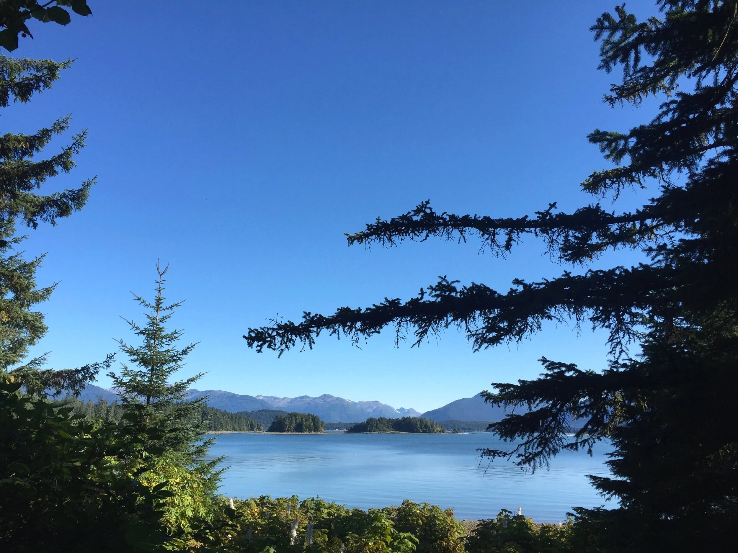 Forest Tour Sleeping Bear Dunes.jpg