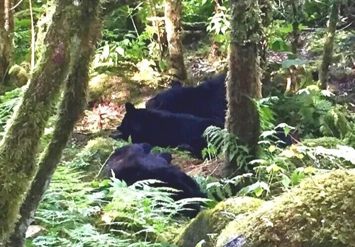 Anishinaabe Connection