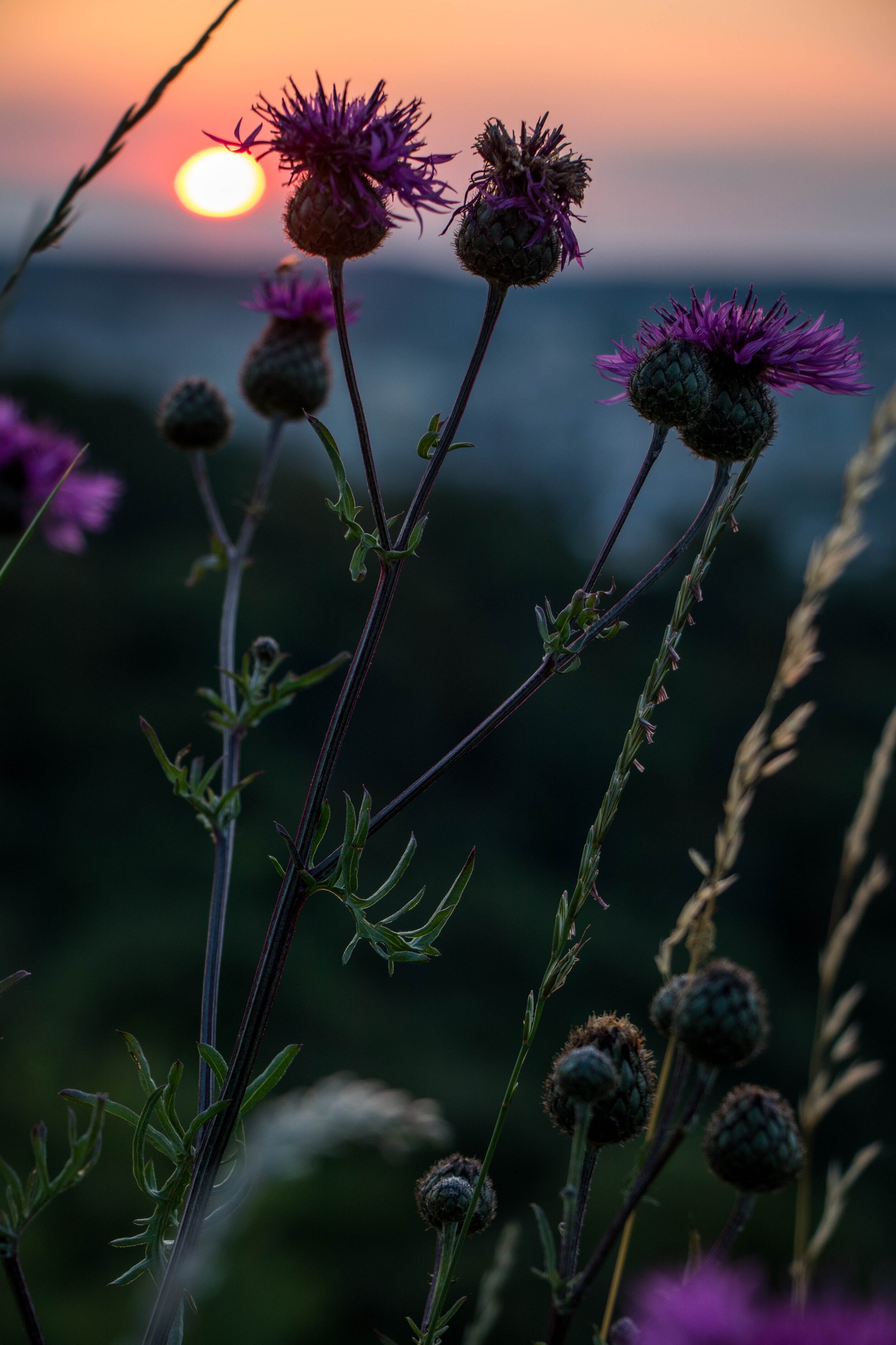 Nature Sleeping Bear Dunes Protected Species.jpg
