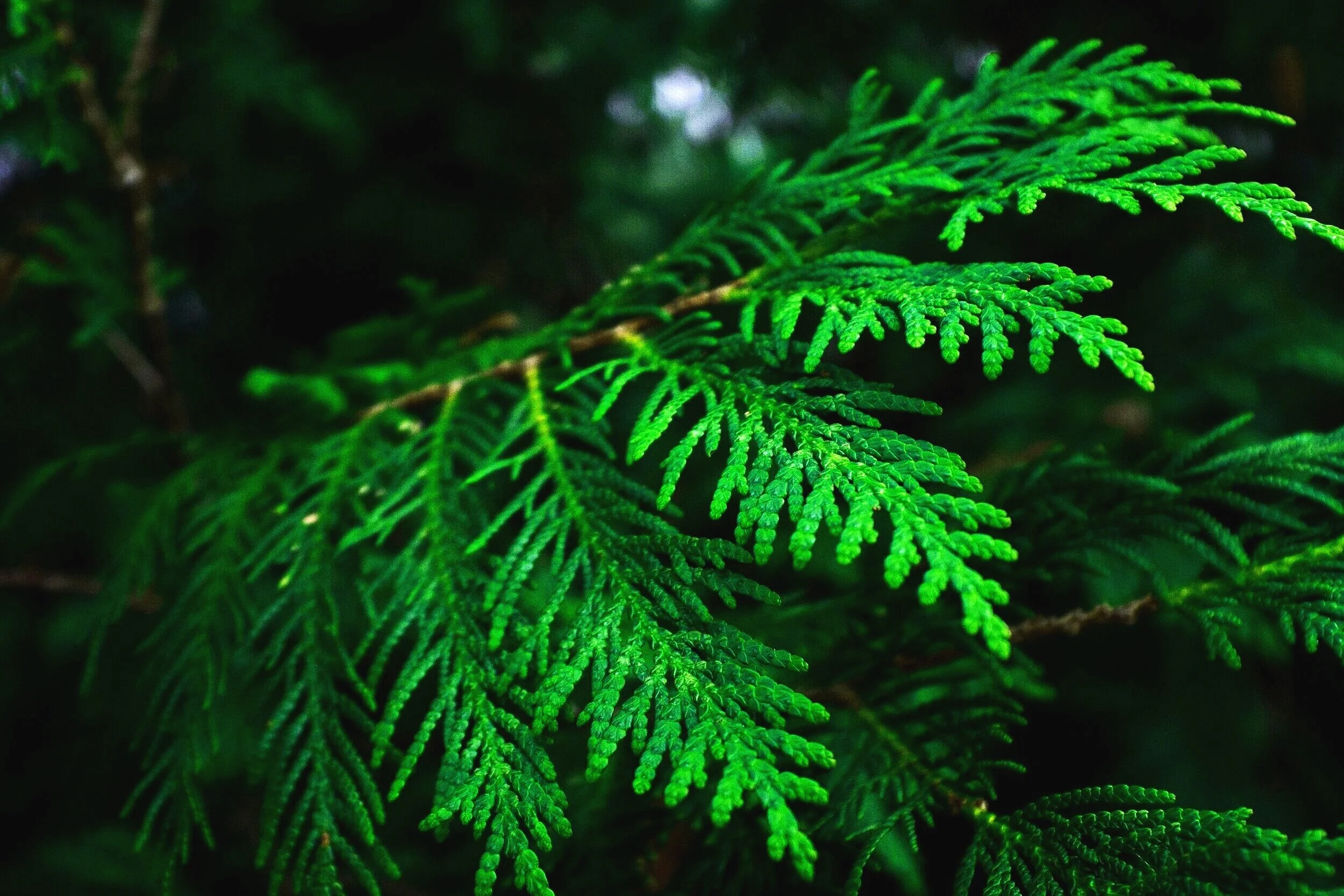 Eastern white cedar branch.