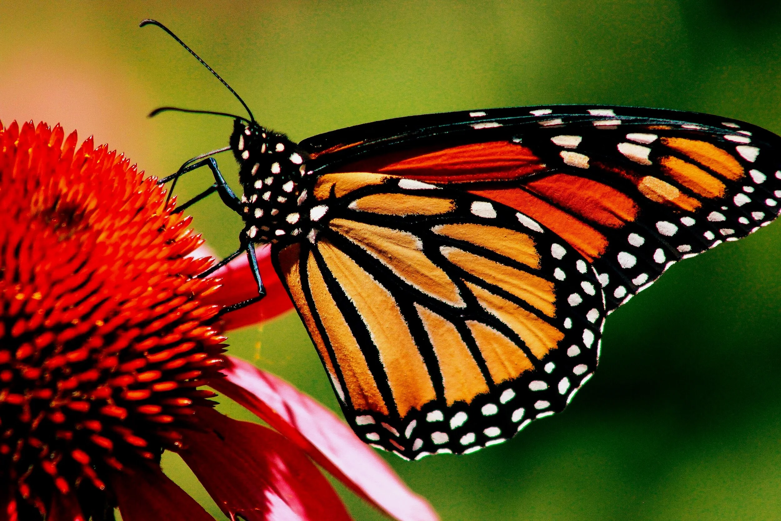 Monarch Butterfly - In peril