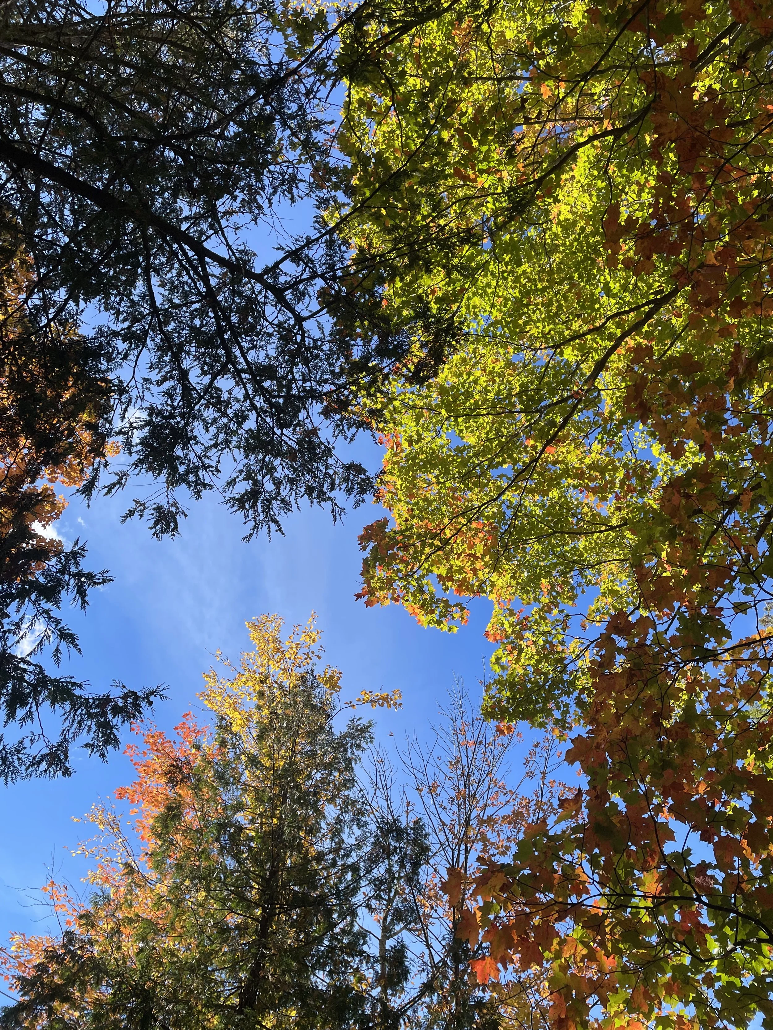 Fall Color Northern Michigan.jpeg