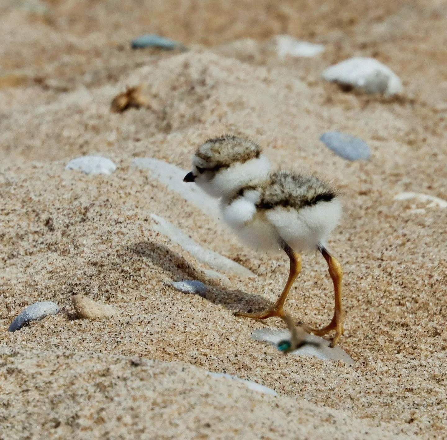 LOST &hellip;. 🐣

Have you seen this little explorer? 

Great Lakes Piping Plover chicks have been spotted spreading joy across the dunes of Sleeping Bear.

Help us keep these adorable, endangered cuties safe by sharing this post and reminding every