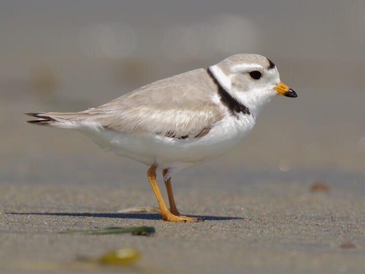 A Great Lakes Piping Plover, a small federally protected shorebird with white and brown plumage, orange legs, and a yellow beak standing on sandy ground near water.