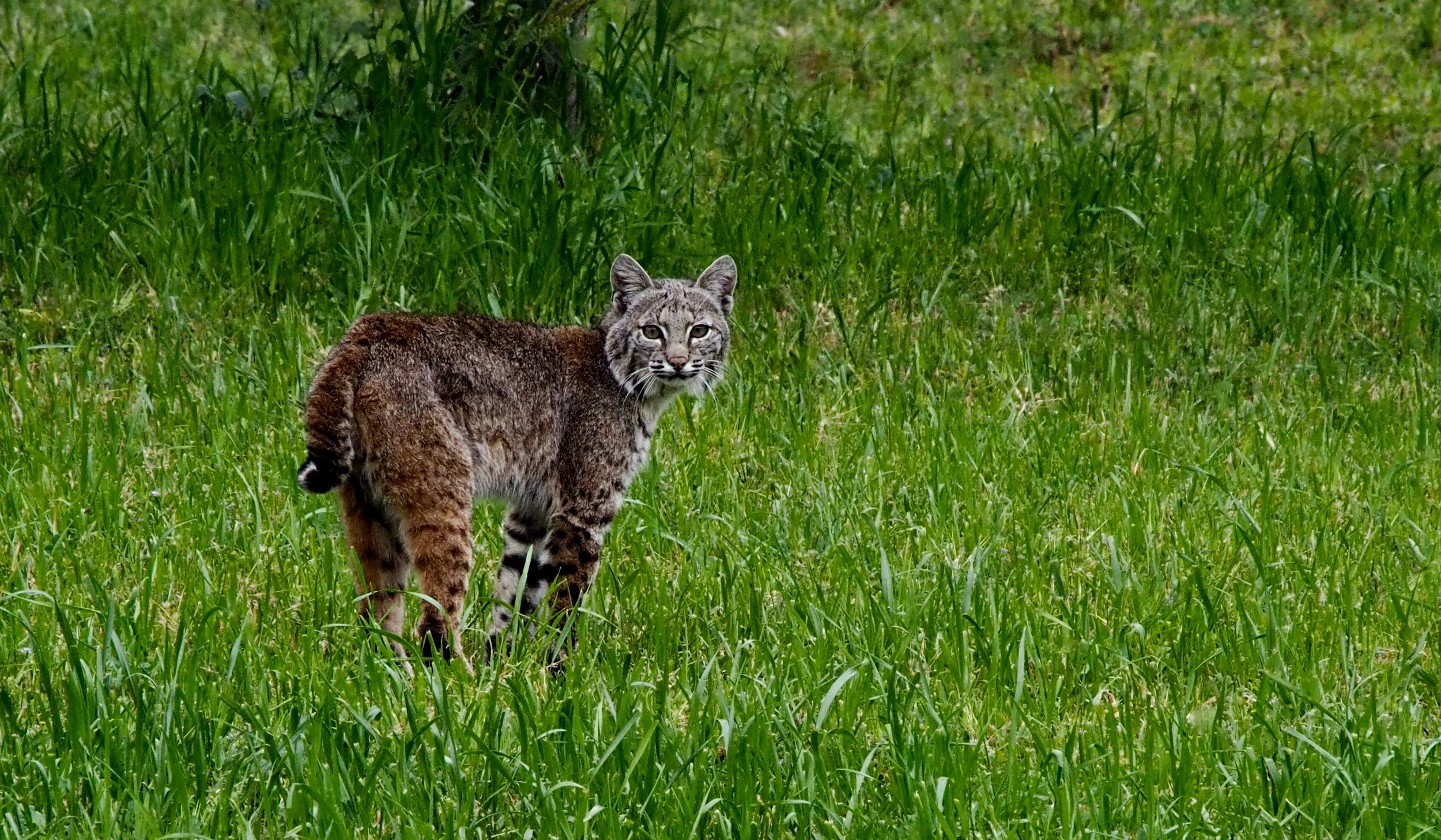 Bobcat standing in tall grass, looking back.