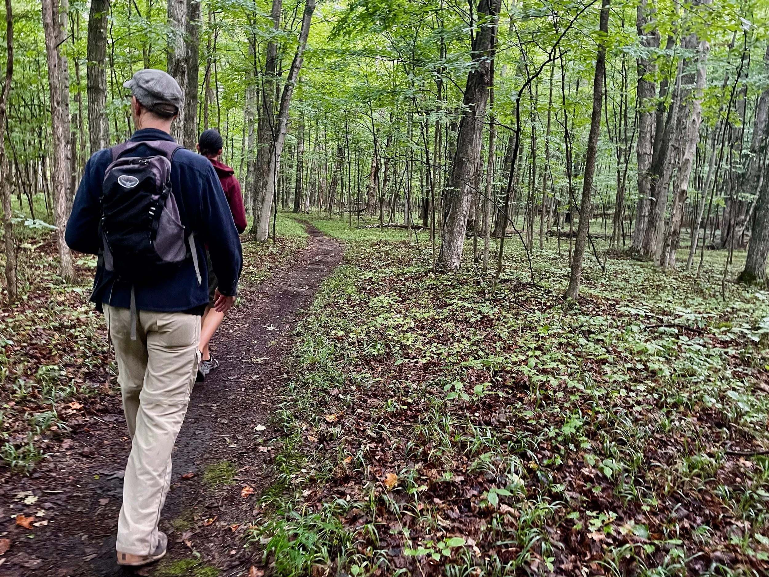 People hiking on a trail in a forest with green trees and foliage.