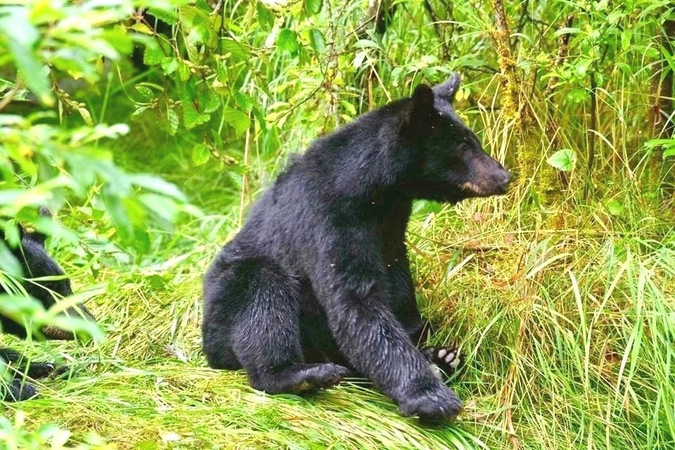 Young black bear sitting on grass among green bushes.