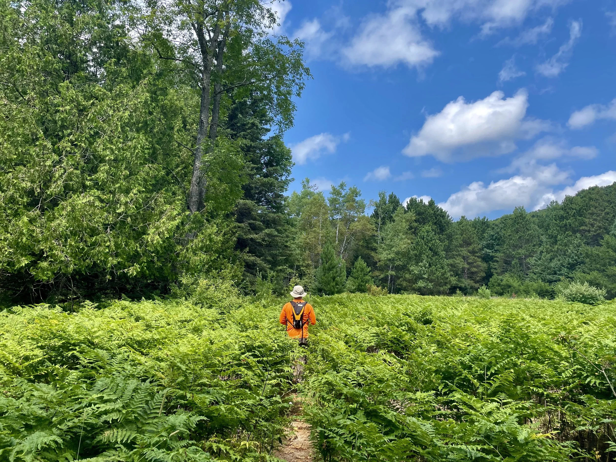 A person wearing an orange shirt and hat with a backpack walking on a trail through a lush green forest under a partly cloudy blue sky.