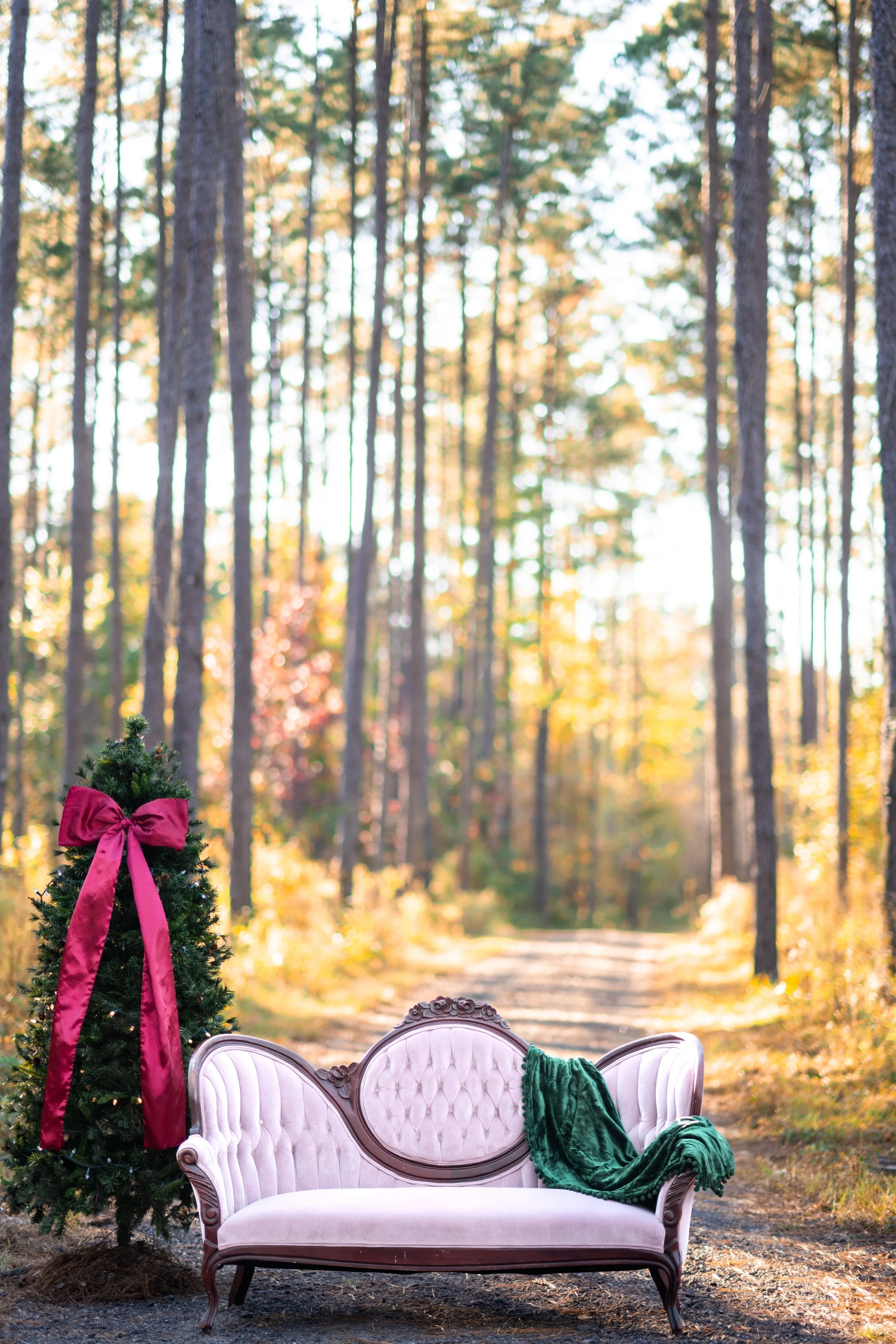 Christmas Minis Sylvania, GA 