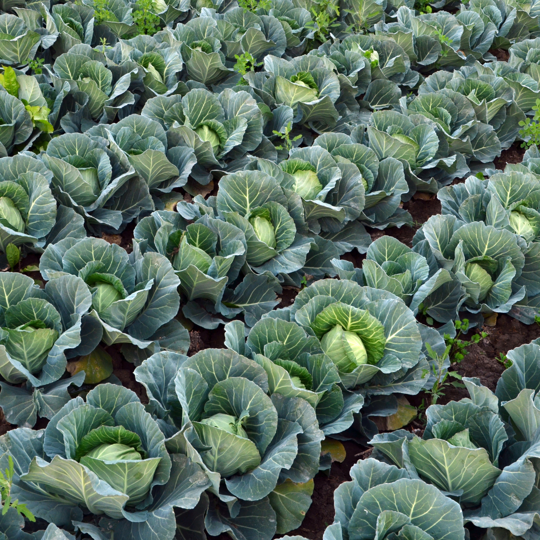 Is Cabbage the New ‘Superfood’?