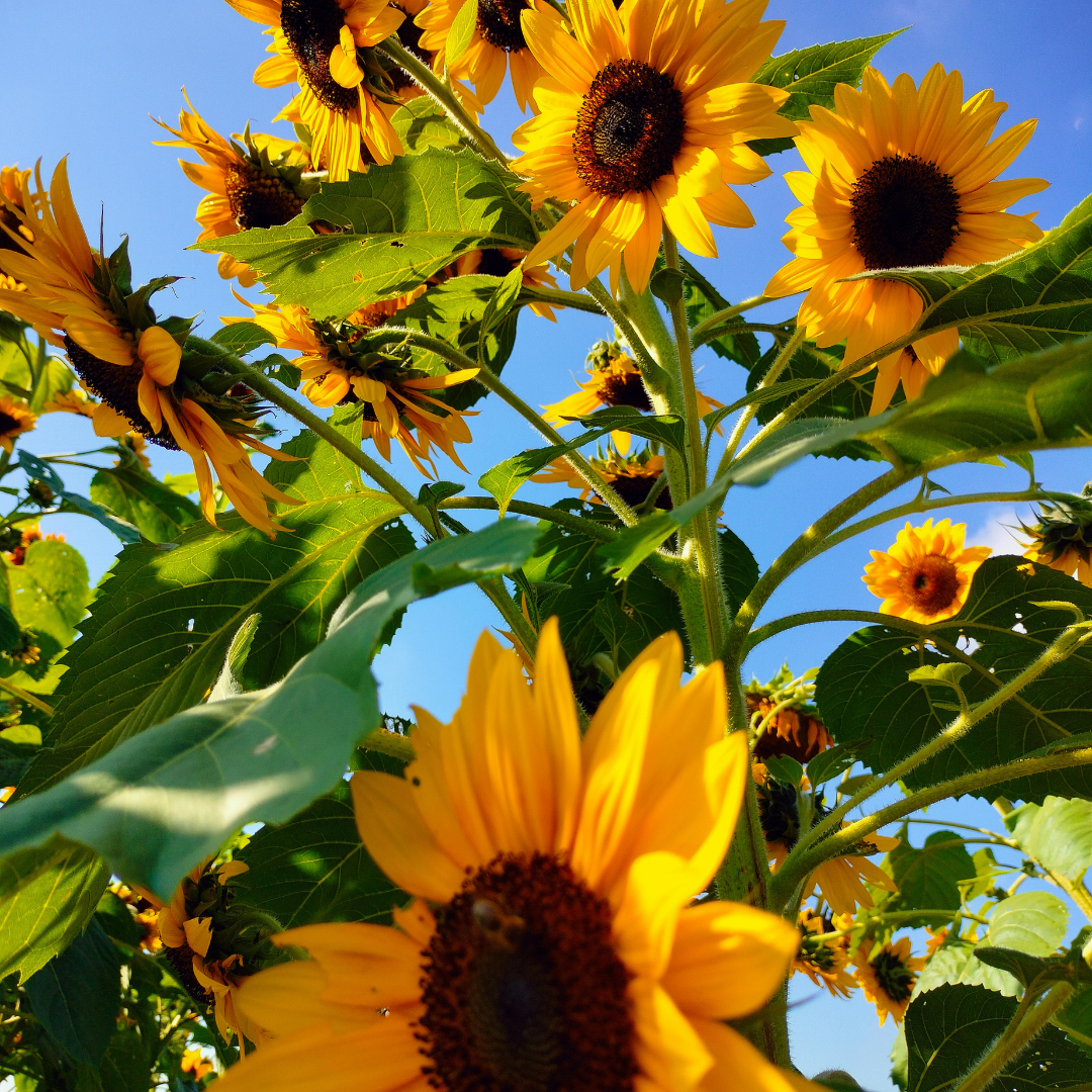 Sunshine, Skin Health and Nutrition: How to Protect Your Skin This Summer