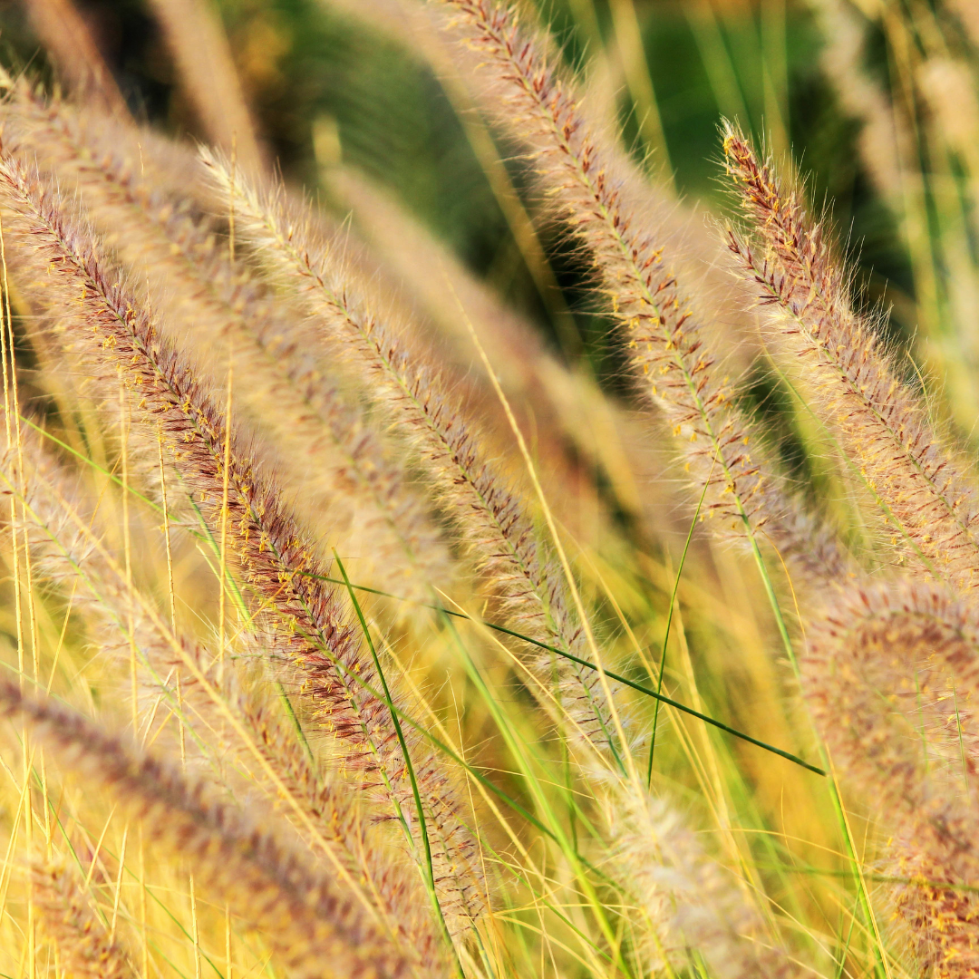 Hayfever Season? How Nutrition Can Help Support Your Histamine Response