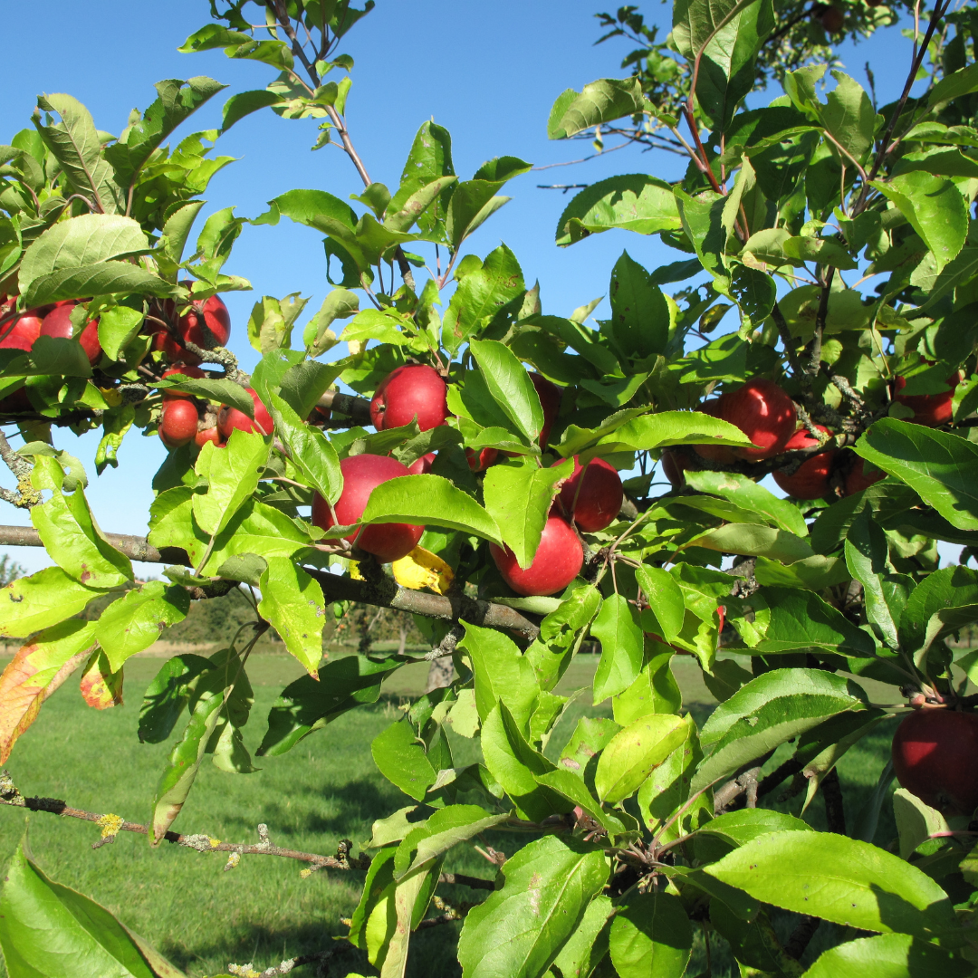 Healthy Autumn Habits: Simple Ways to Support Your Health This Season