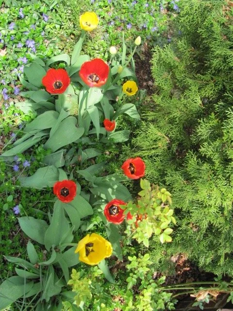 Englewood Garden Maintenance