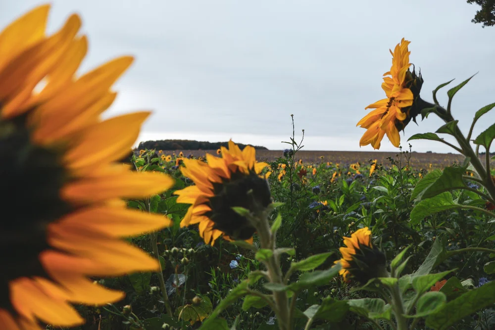 Sonnenblumen im Oktober
