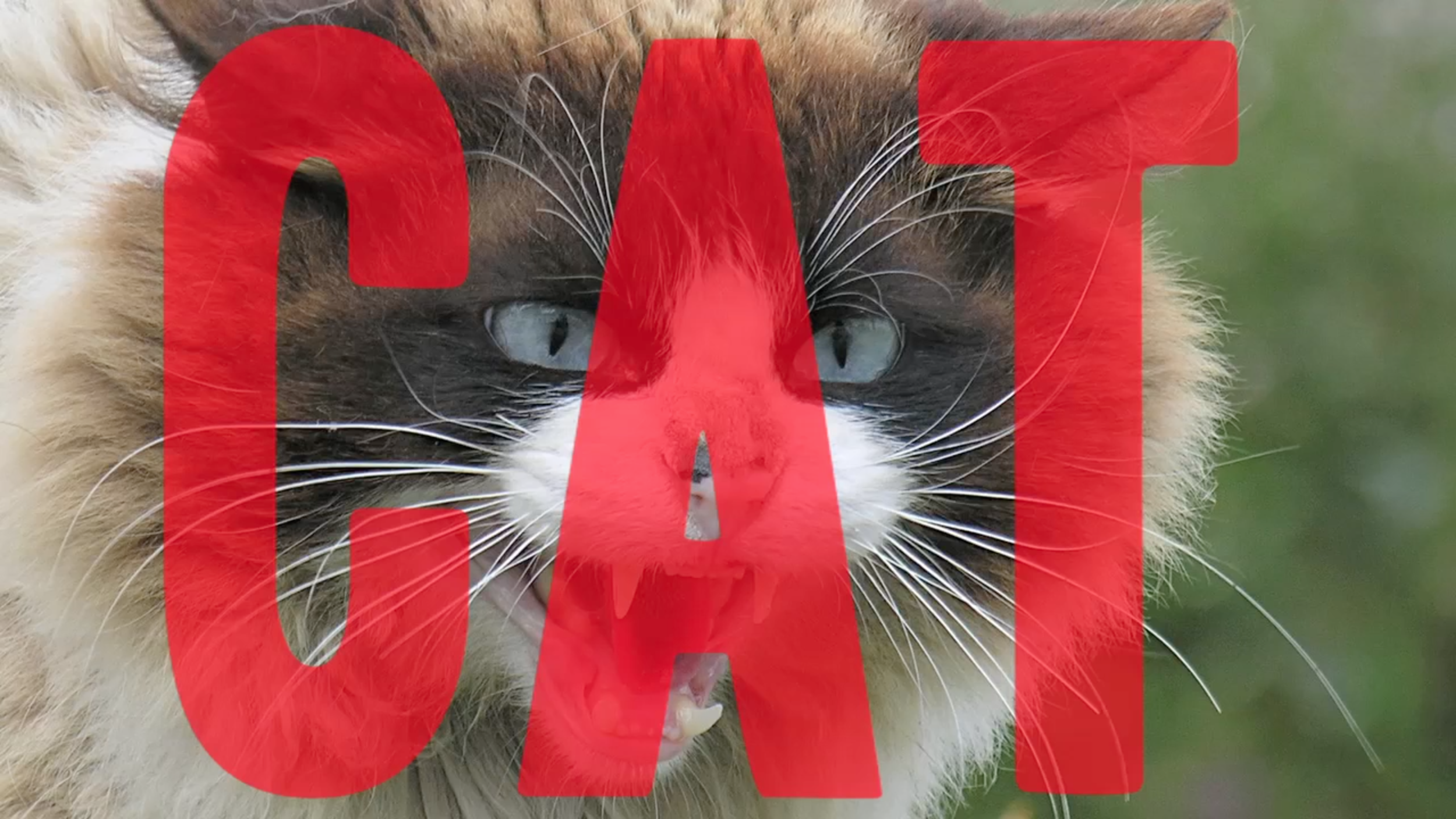 Screen Shot 2022-03-02 at 10.41.34 AM.png