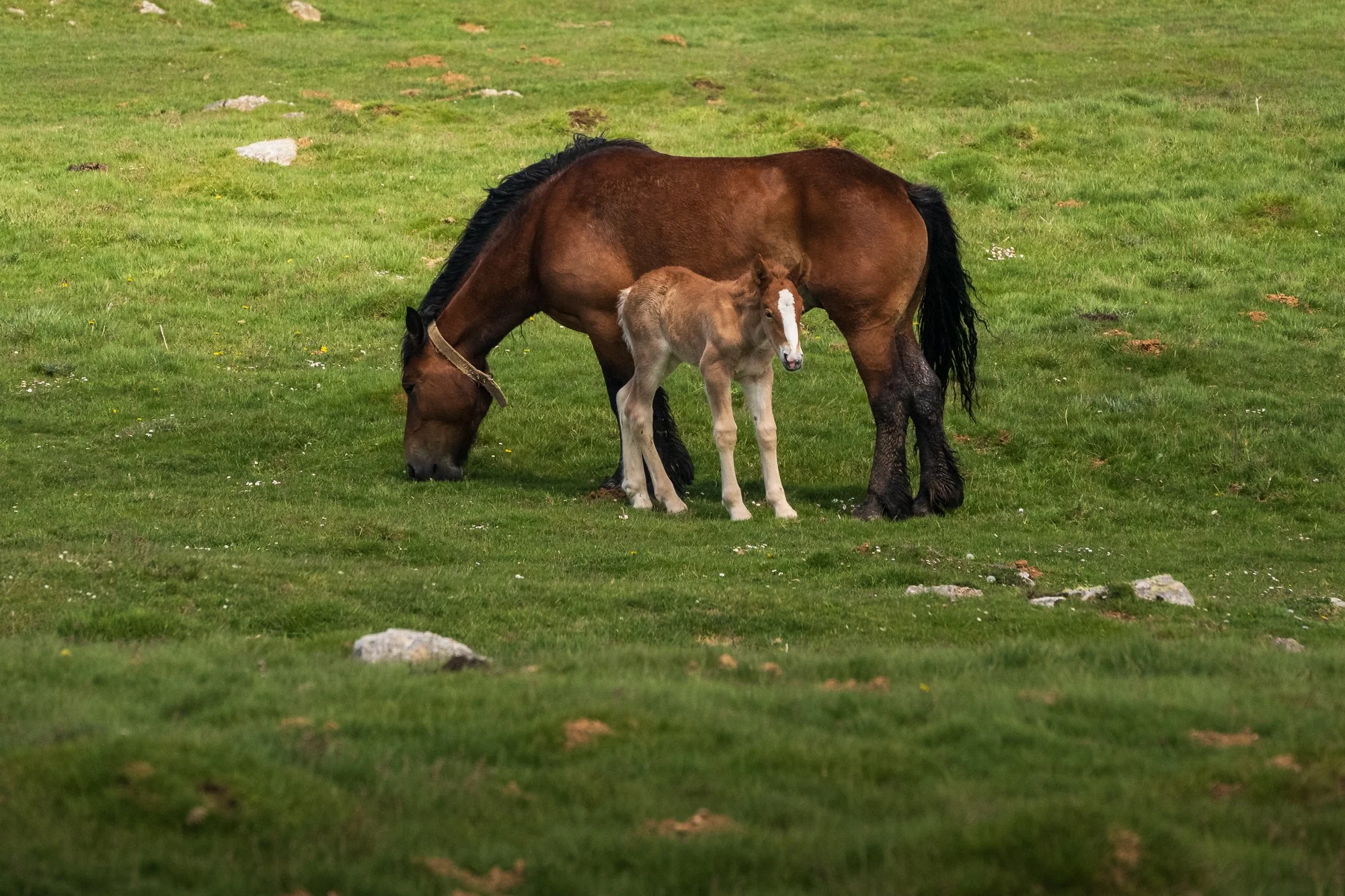 Wild horses, mare and calf.jpg