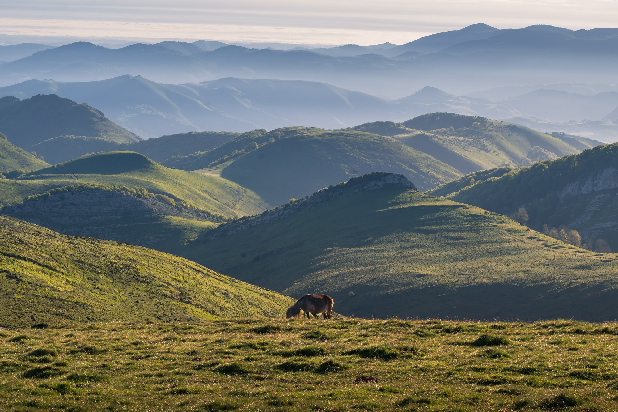 Horse with background of pyrenees mountains.jpg