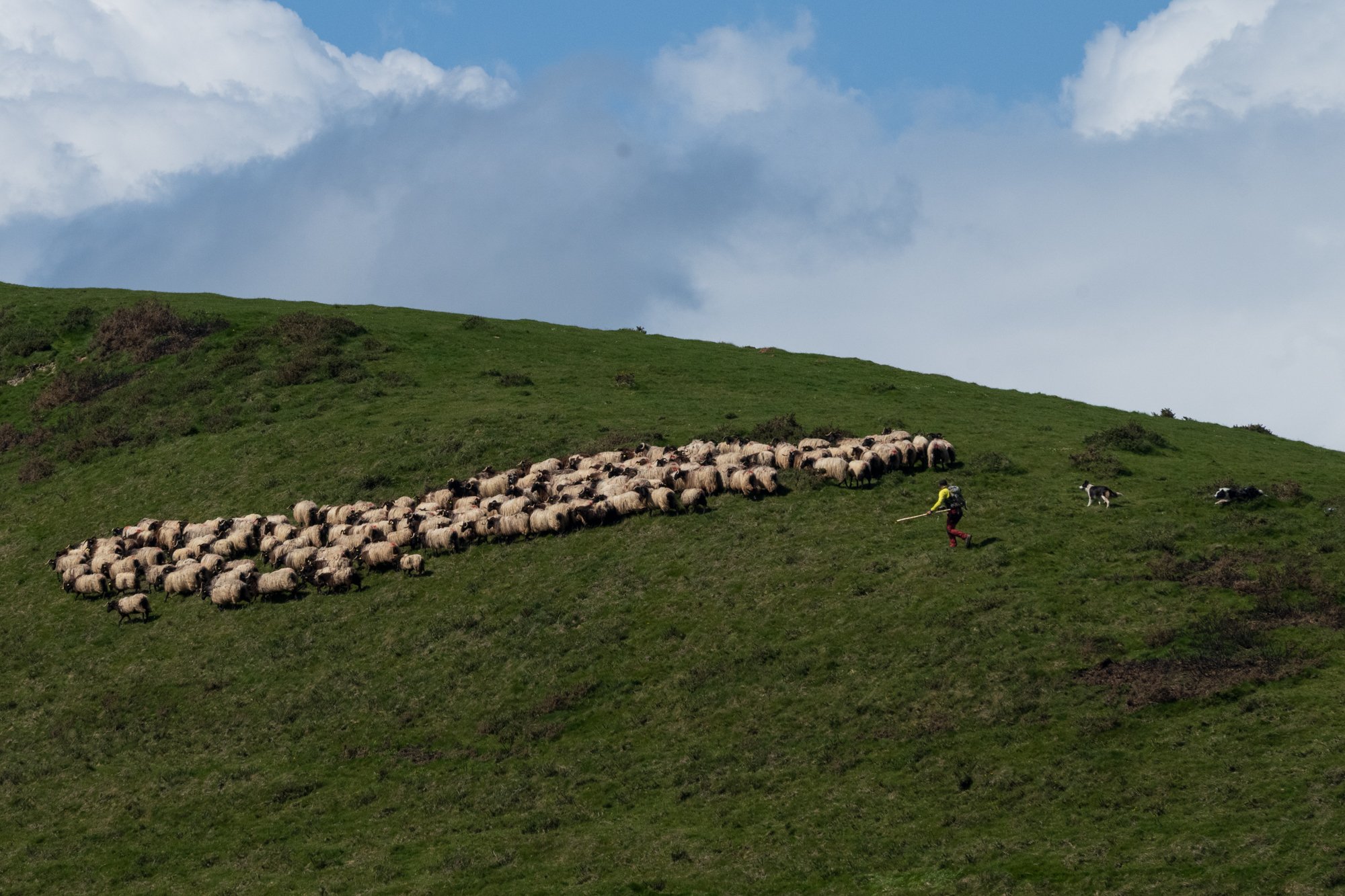 Shepherd with sheep on the mountain.jpg