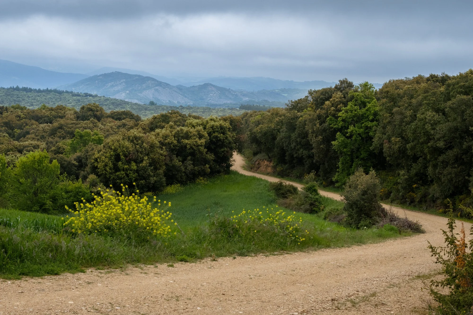 Trail with mountains in the background.jpg