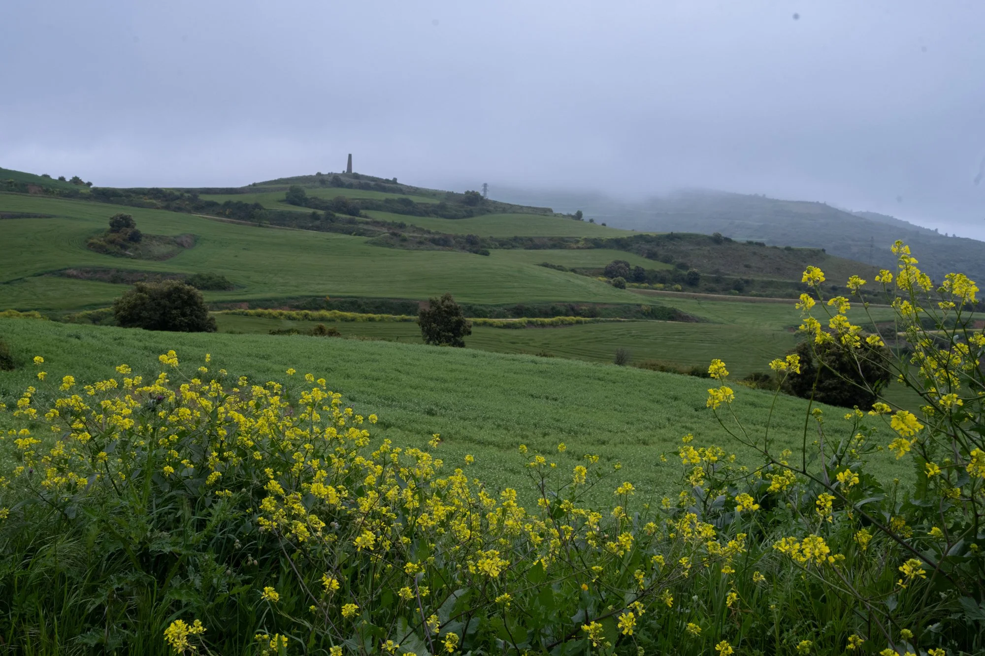 Foggy forest with yellow flowers as foreground.jpg