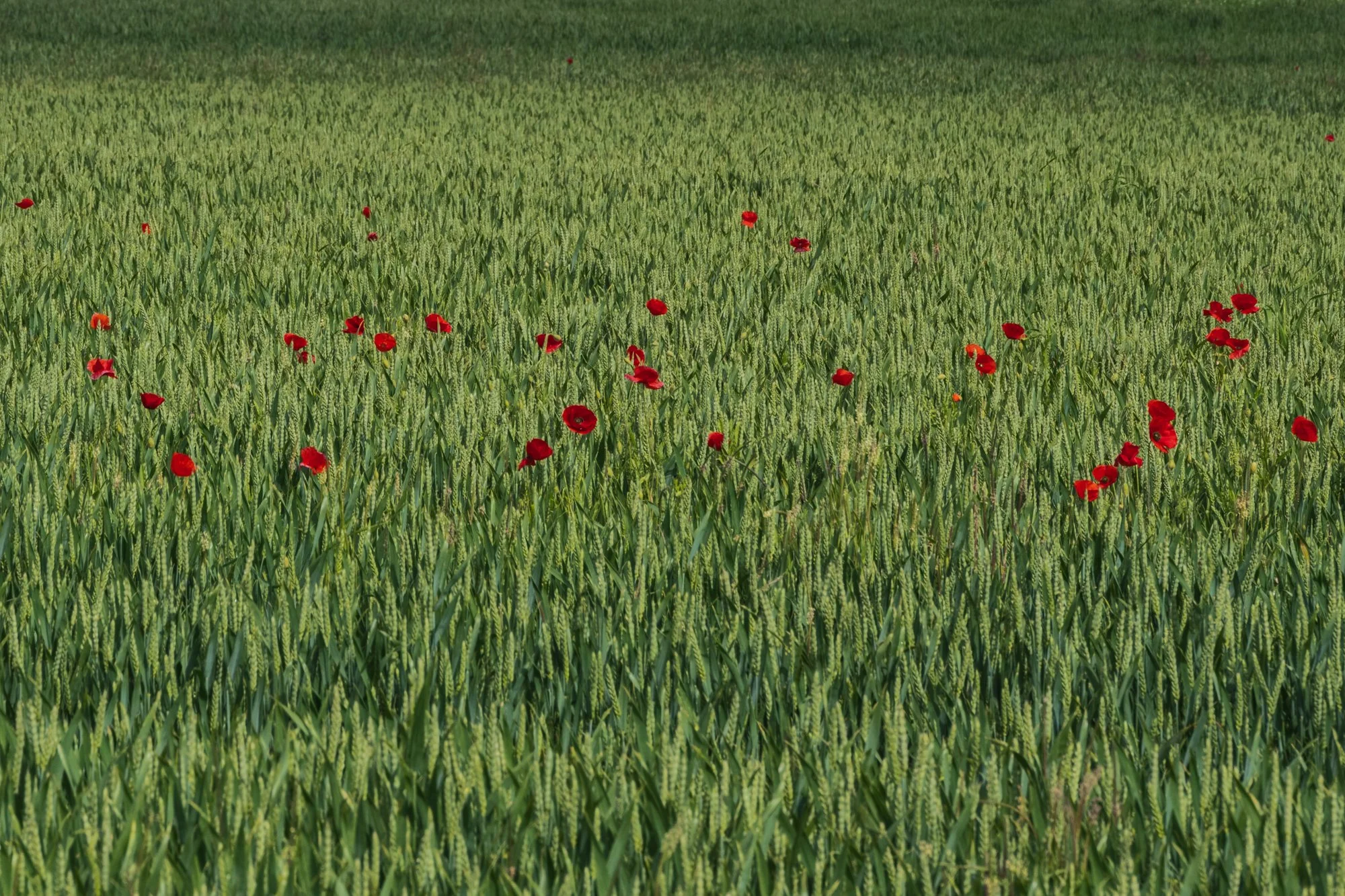 Fields of wheat and rye with red poppies