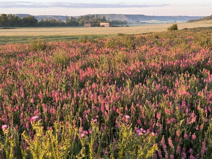 Fields of pink flowers