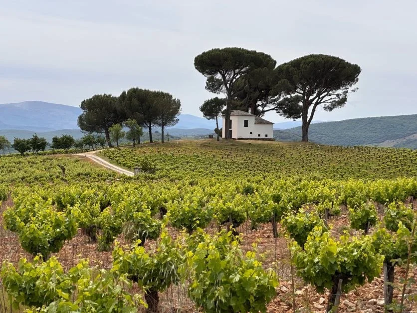 Back in Wine Country