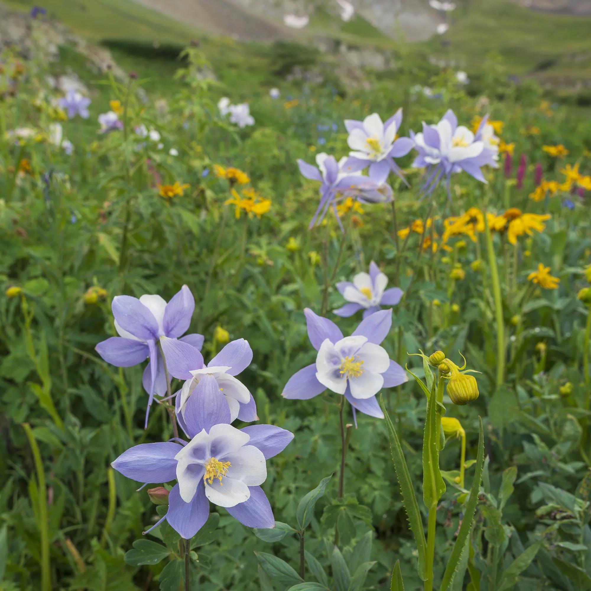 Photographing Wildflowers in Colorado