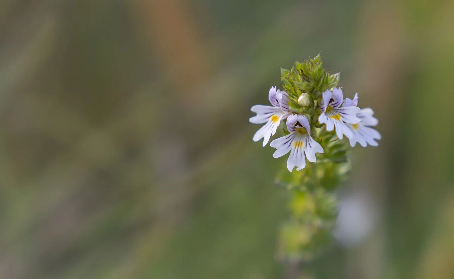 Purple and white flowers.jpg