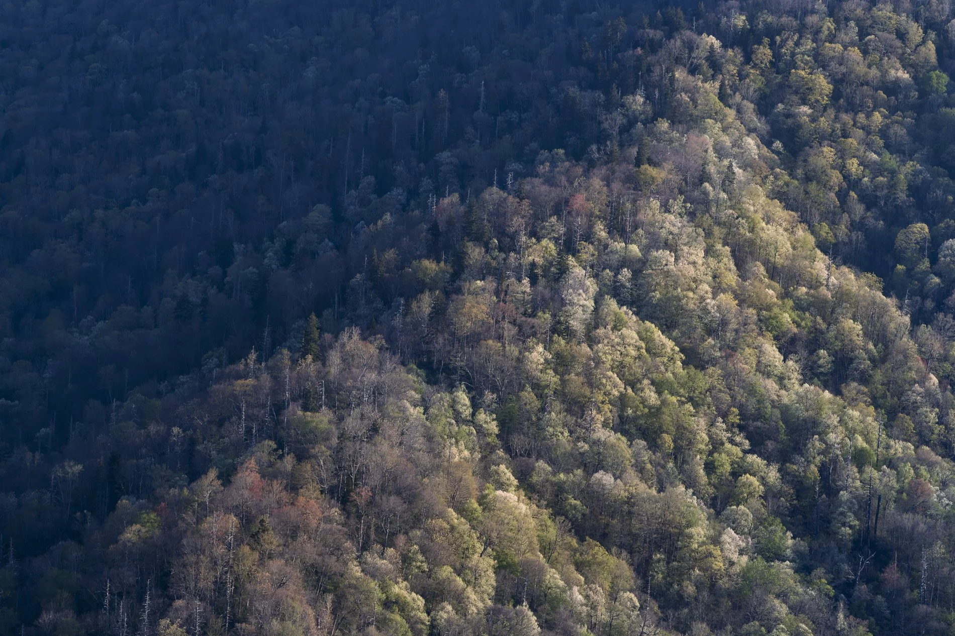 Smokies Gallery-18.jpg