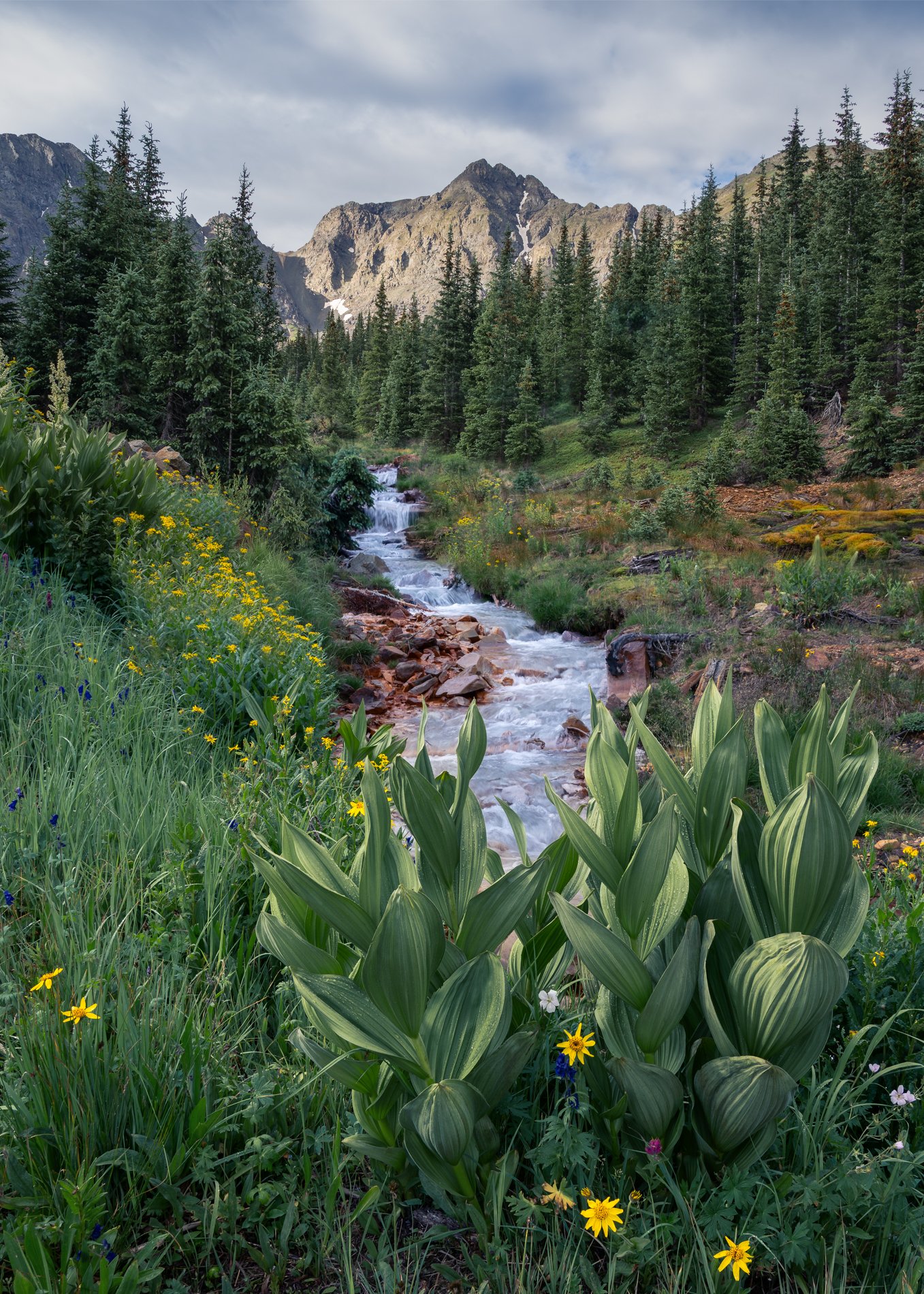 A mountain stream flowing through a lush green forest with tall pine trees, vibrant wildflowers, and towering mountain peaks in the background.